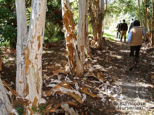 LUMA apiculata  