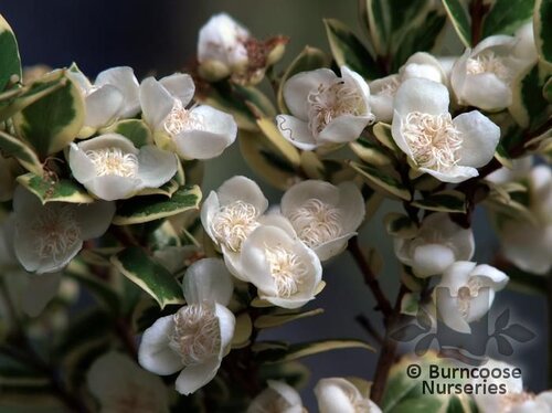 LUMA apiculata 'Glanleam Gold' 