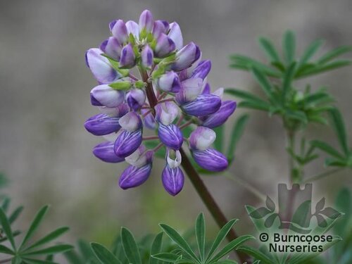 LUPINUS arboreus blue form 