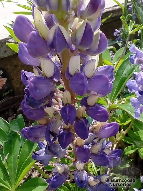 LUPINUS Herbaceous 'Blacksmith' 