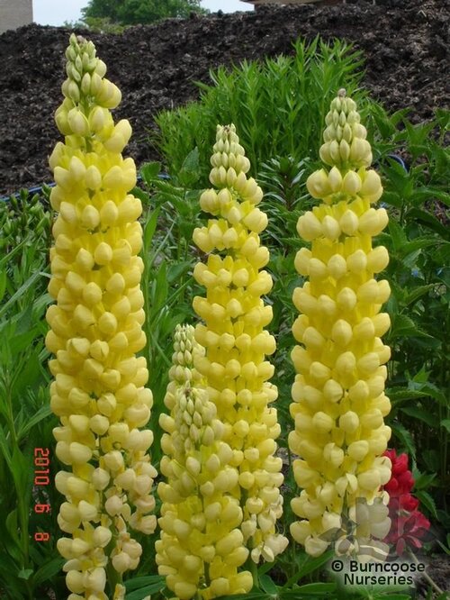 LUPINUS Herbaceous 'Desert Sun' 