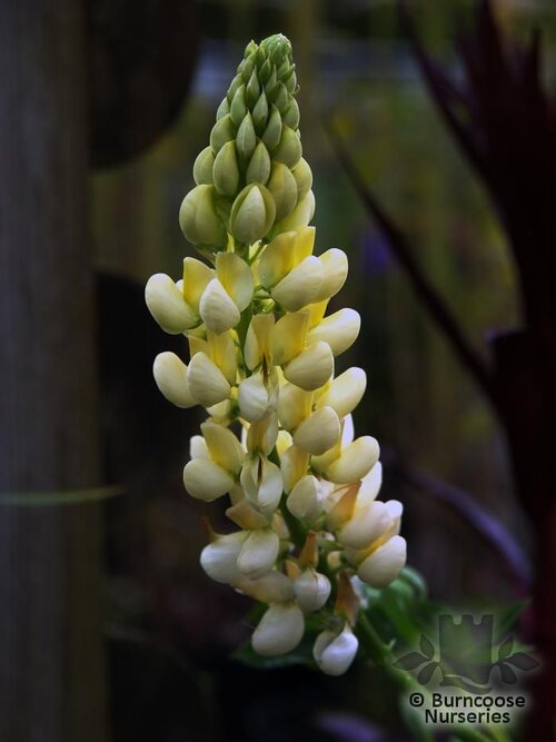 LUPINUS Herbaceous 'Chandelier' 