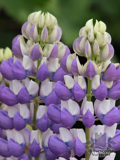 LUPINUS Herbaceous 'The Governor' 