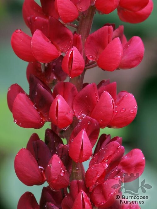 LUPINUS Herbaceous 'The Pages' 