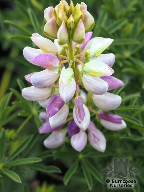 LUPINUS arboreus 'Lavender Spires' 