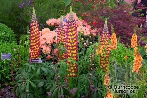 LUPINUS Herbaceous 'Manhattan Lights' 