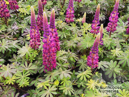 LUPINUS Herbaceous 'Masterpiece' 