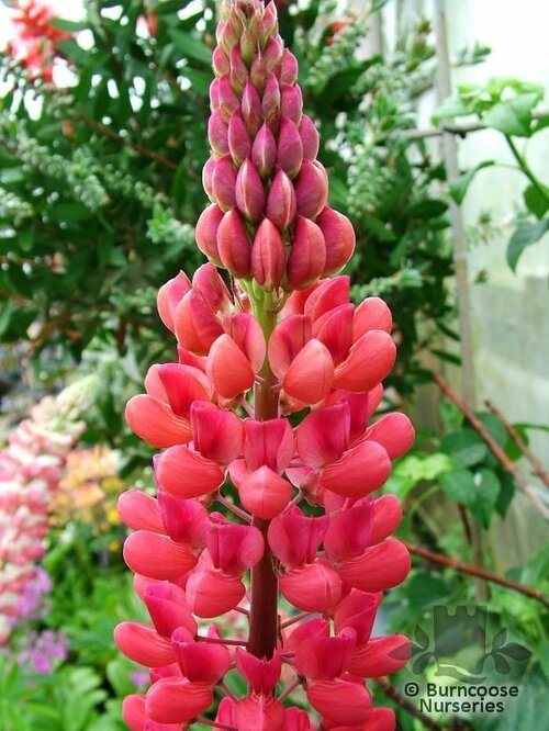 LUPINUS Herbaceous 'My Castle' 