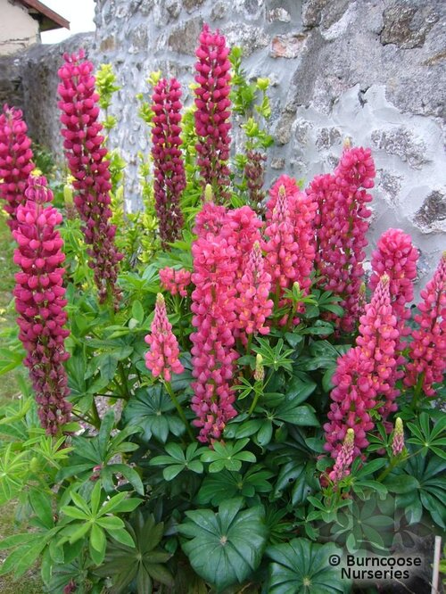 LUPINUS   