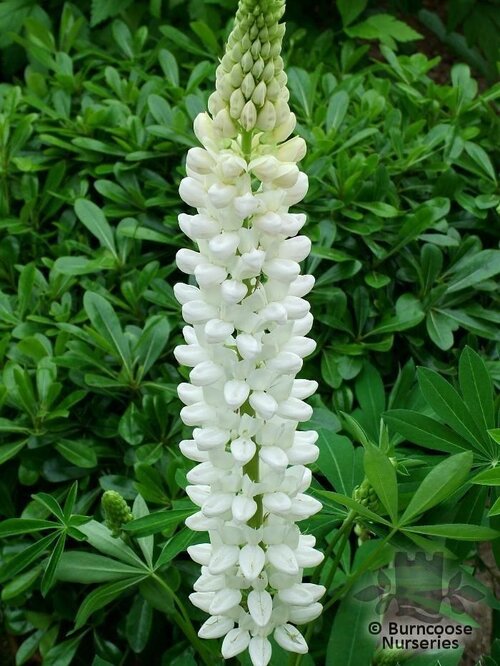 LUPINUS Herbaceous 'Noble Maiden' 
