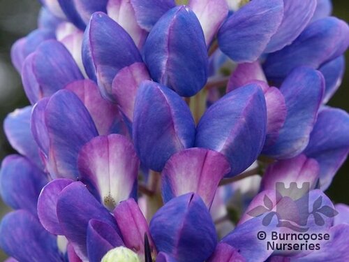 LUPINUS Herbaceous 'Persian Slipper' 