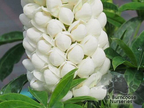 LUPINUS Herbaceous 'Polar Princess' 