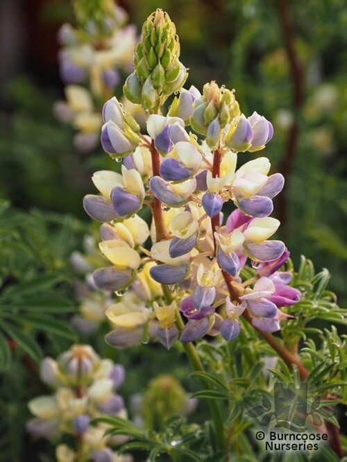 LUPINUS 'Silver Fleece'  