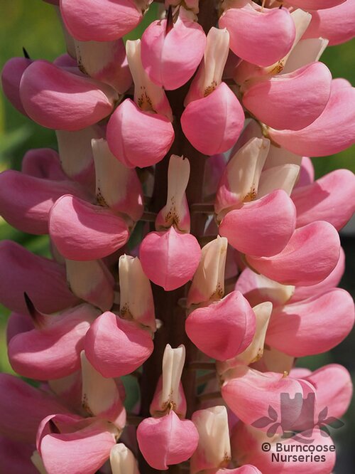 LUPINUS Herbaceous 'The Chatelaine' 