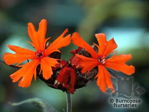 LYCHNIS   