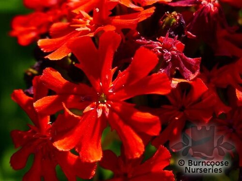LYCHNIS chalcedonica  
