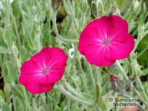 LYCHNIS coronaria  