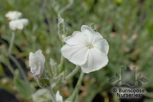 LYCHNIS coronaria 'Alba' 