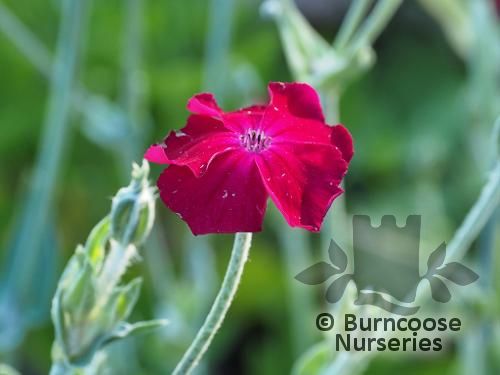 LYCHNIS coronaria 'Blood Red' 