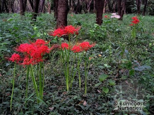 LYCORIS radiata  