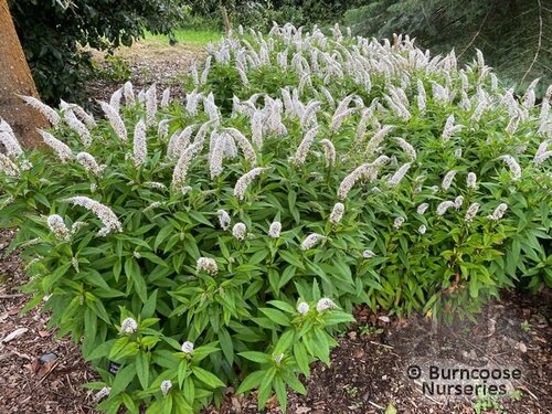 LYSIMACHIA clethroides  