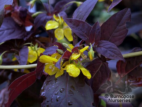 LYSIMACHIA ciliata 'Firecracker' 