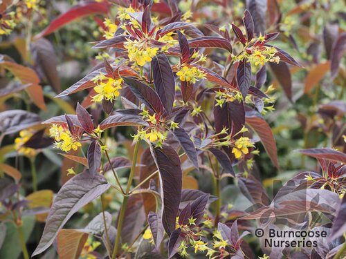 LYSIMACHIA   