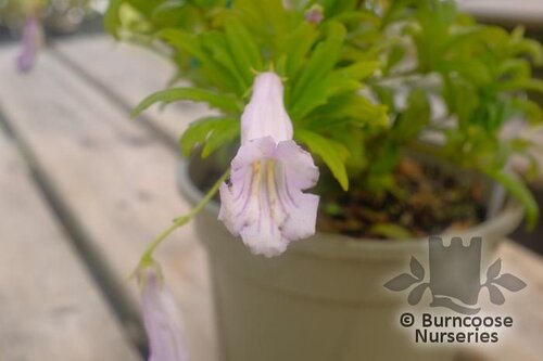 LYSIONOTUS pauciflorus  