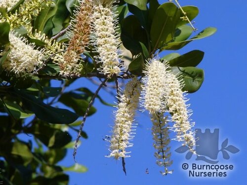 MACADAMIA integrifolia  