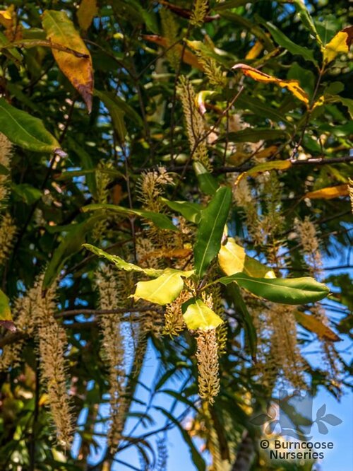 MACADAMIA   