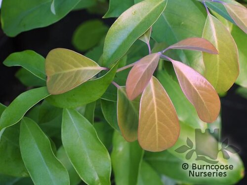 MACHILUS yunnanensis  