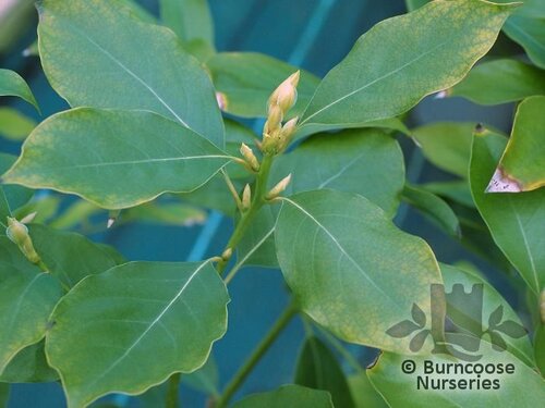 MACHILUS   