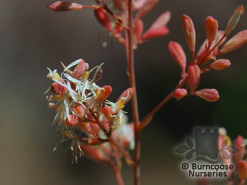 MACLEAYA   
