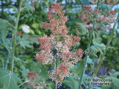MACLEAYA microcarpa 'Kelways Coral Plume' 