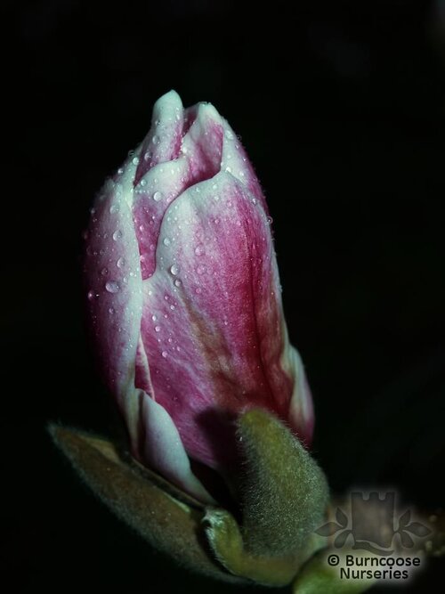 MAGNOLIA 'Pickard's Ruby'  