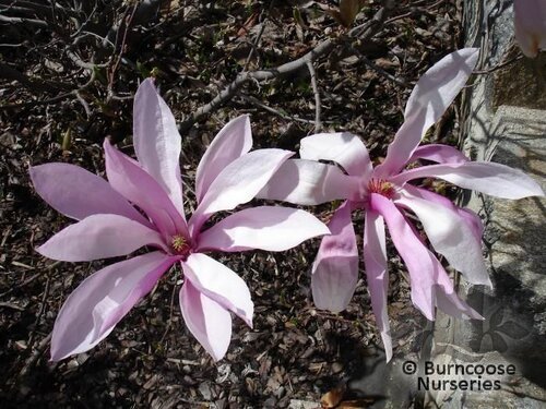 MAGNOLIA 'Betty'  