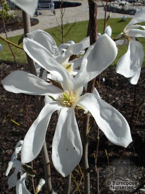 MAGNOLIA 'Wada's Memory'  