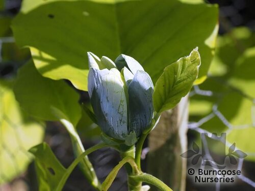 MAGNOLIA acuminata 'Blue Opal' 