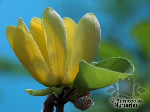 MAGNOLIA acuminata 'Koban Dori' 
