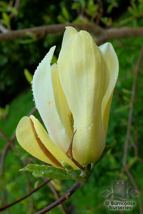 MAGNOLIA 'Limelight'  