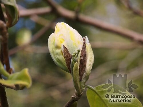 MAGNOLIA acuminata 'Miss Honeybee' 