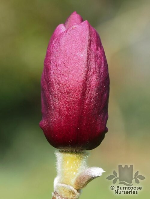 MAGNOLIA 'A.E. Bold'  