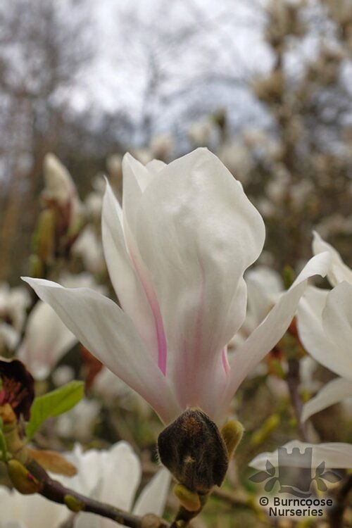 MAGNOLIA x soulangeana 'Alba Superba' 
