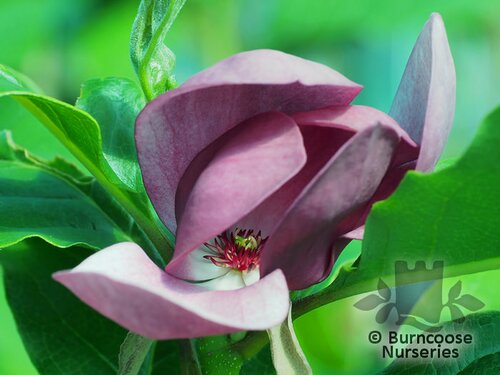 MAGNOLIA 'Antje Zandee'  