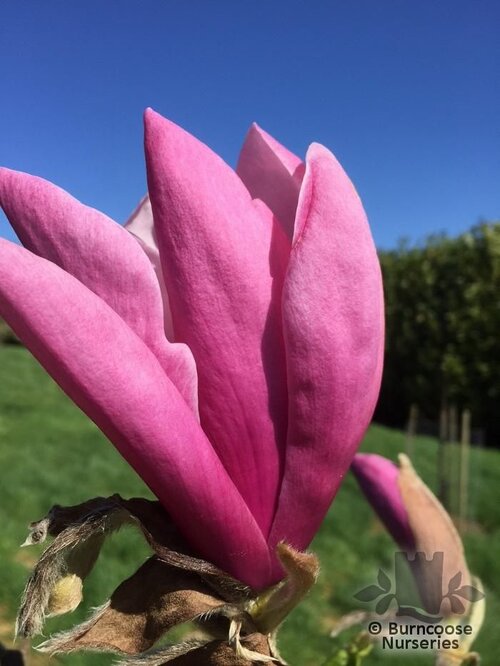 MAGNOLIA 'Anya'  