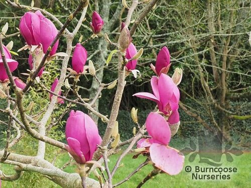 MAGNOLIA 'Aphrodite'  