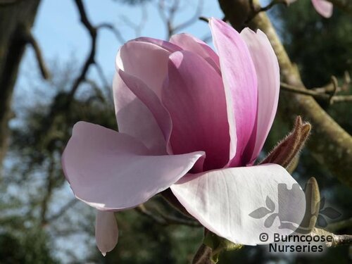 MAGNOLIA 'Atlas'  