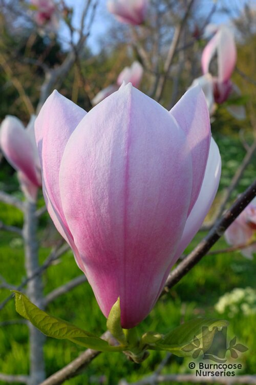 MAGNOLIA 'Big Dude'  