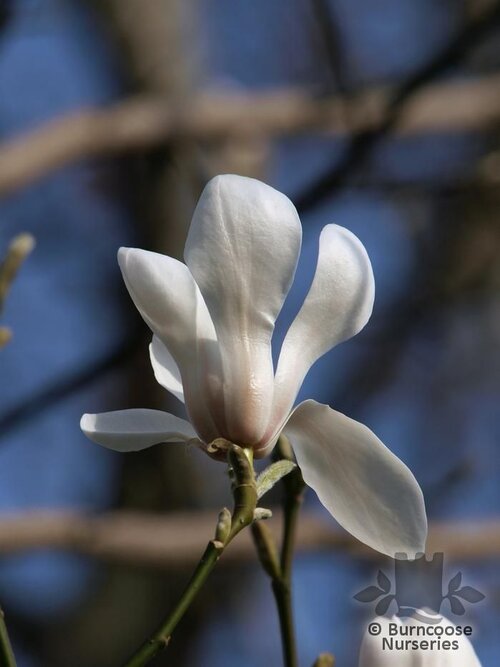 MAGNOLIA biondii  