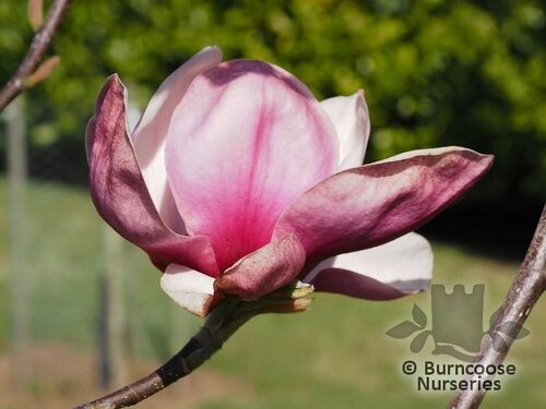 MAGNOLIA 'Black Swan'  